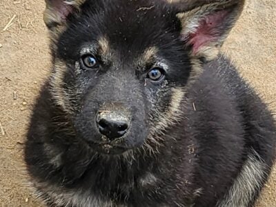 Wolf/german dog