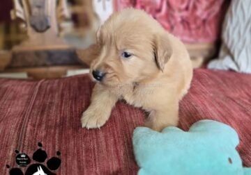 AKC GOLDEN RETRIEVER M