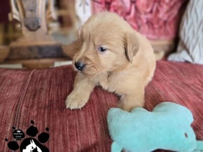 AKC GOLDEN RETRIEVER M