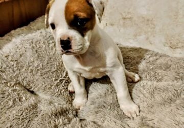 American Bulldog Puppies