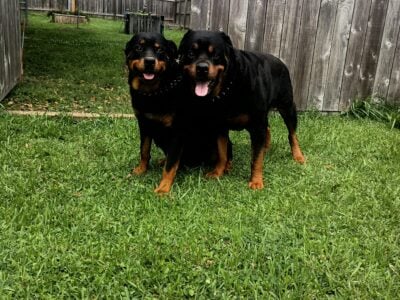 AKC GERMAN ROTTWEILER PUPPIES