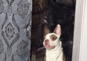 Boston terrier akc