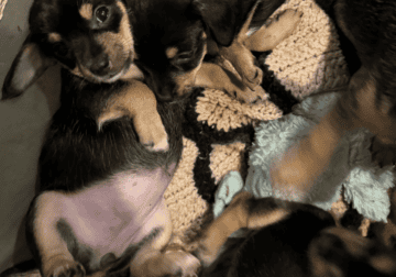 8 week old Yorkie Chihuahua puppies