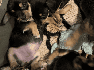 8 week old Yorkie Chihuahua puppies