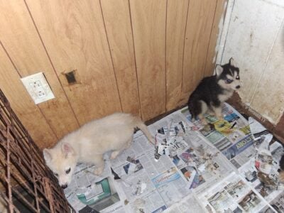 7 pups full husky