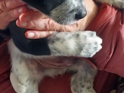 Heeler Collie puppies