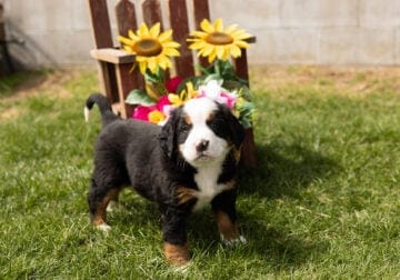 AKC Bernese Mountain puppy male in Indiana (Ivan)