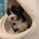 Havanese Puppies