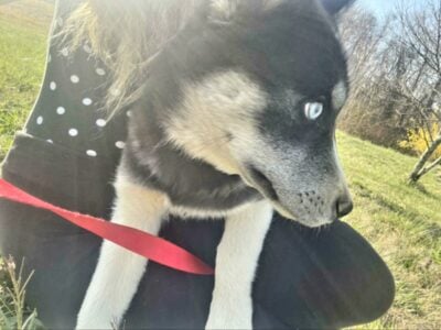 CKC Siberian Husky
