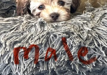 Maltipoo