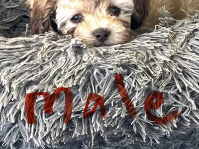 Maltipoo