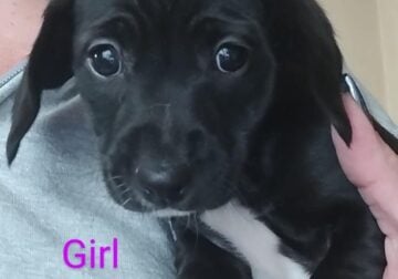 2 adorable puppies left