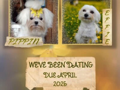 Upcoming Korean Maltese