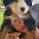 Bernese Mt Dogs Pups
