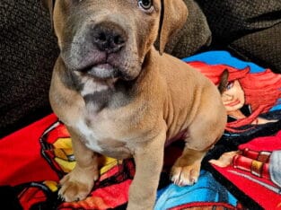 12 weeks pitbull puppies