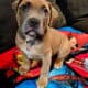 12 weeks pitbull puppies