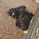 New Zealand huntaway×border collie