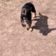 German Shepherd pups