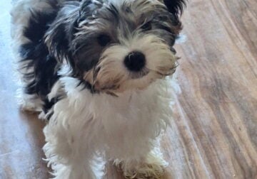 Parti Yorkie’s