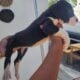 Great dane euro line puppies