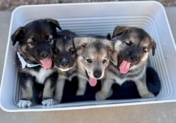 Norwegian Elkhound Puppies For Sale – AZ