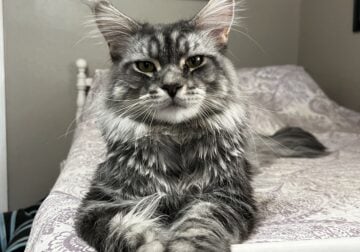 Male Maine Coon