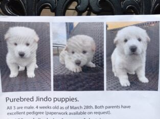 6 weeks old Pure Bred Jindo Puppies for Sale.