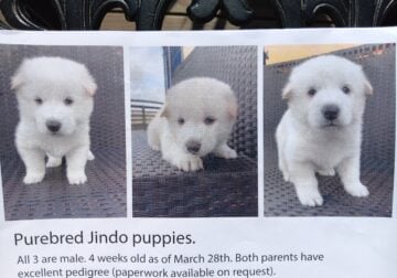 6 weeks old Pure Bred Jindo Puppies for Sale.