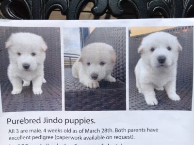 6 weeks old Pure Bred Jindo Puppies for Sale.