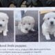 6 weeks old Pure Bred Jindo Puppies for Sale.