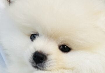 Adorable White Female Pomeranian Puppy