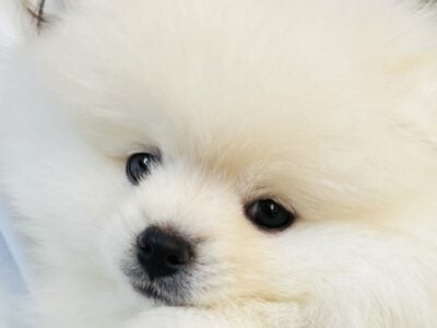 Adorable White Female Pomeranian Puppy