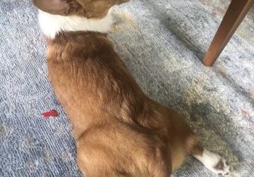 Corgi 3 Year-Old Male