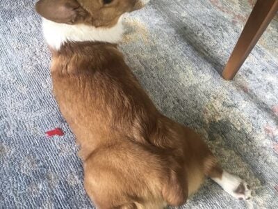 Corgi 3 Year-Old Male