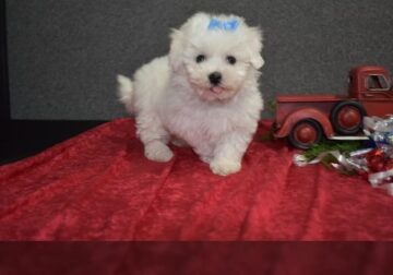 Female Maltese Puppy
