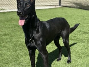 Belgian Malinois – Protection Trained Needs A New