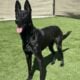Belgian Malinois – Protection Trained Needs A New