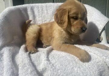 Golden retriever male