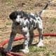 Great Dane puppies