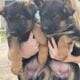 AKC German Shepherd Puppies