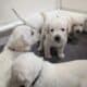 Labrador Retriever Puppies