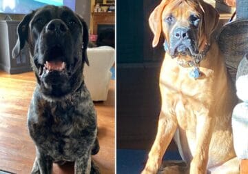 English mastiff puppy’s for sale