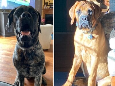 English mastiff puppy’s for sale