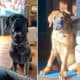 English mastiff puppy’s for sale