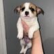 Corgi /chi