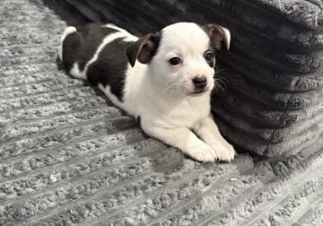 Corgi /chi