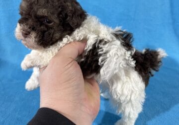 Toy poodle puppies absolutely adorable.