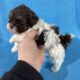 Toy poodle puppies absolutely adorable.
