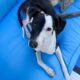 Male Italian Greyhound – Born Oct 10, 2023