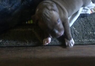 Puppy American bullie